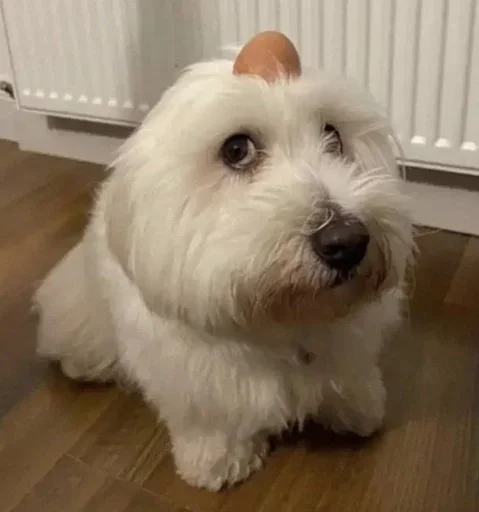 Sticker dwcSfjl_by_achestickbot - 1