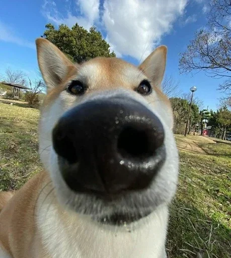 Стикер dwcSfjl_by_achestickbot - 1