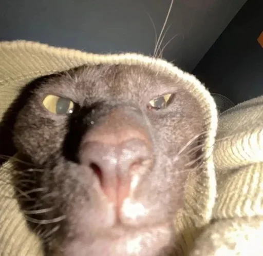 Sticker dwcSfjl_by_achestickbot - 1