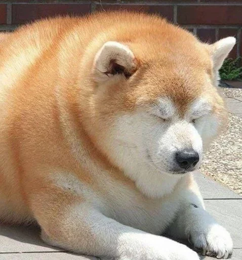 Sticker dwcSfjl_by_achestickbot - 1