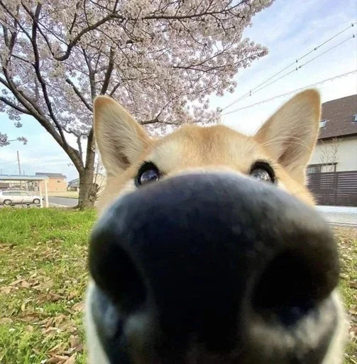 Sticker dwcSfjl_by_achestickbot - 1