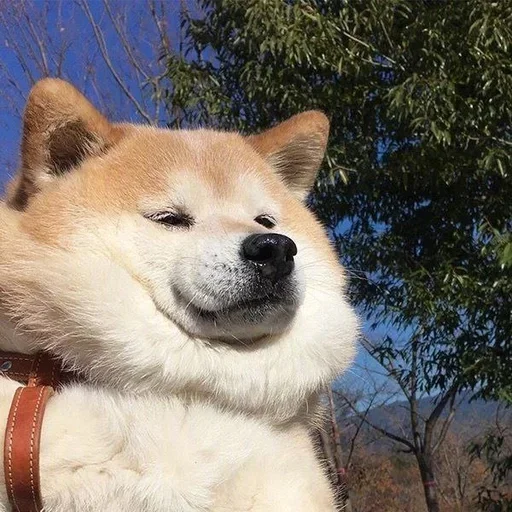 Sticker dwcSfjl_by_achestickbot - 1