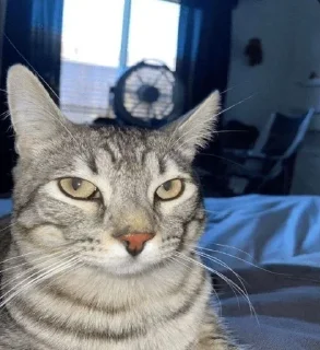 Sticker Больше стиков тут: @stikery4 - 8