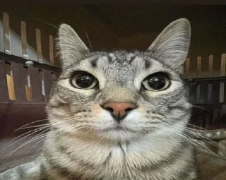 Sticker Больше стиков тут: @stikery4 - 6