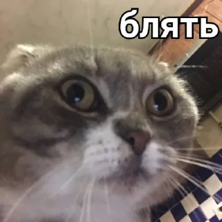 Стикер Димок - 2