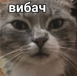 Стикер Димок - 9