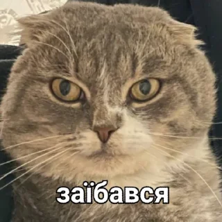 Стикер Димок - 8