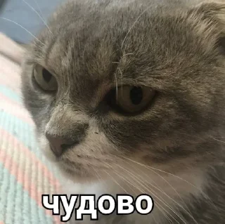 Стикер Димок - 10