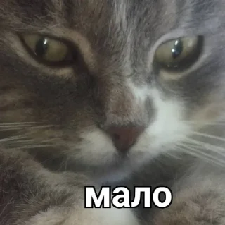 Стикер Димок - 5