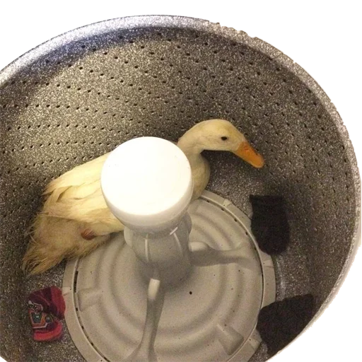 bird duck aquatic bird