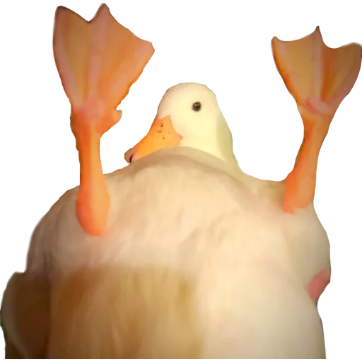 animal bird aquatic bird