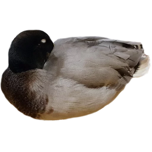 животное водная птица птица