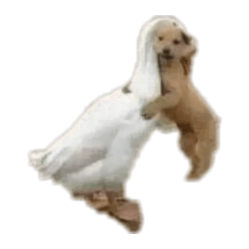 животное птица