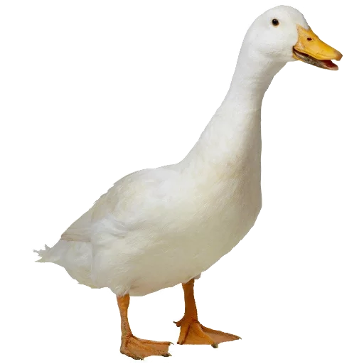 животное птица водная птица