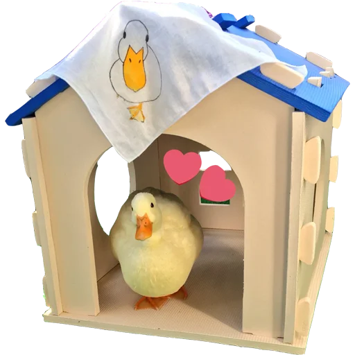 building bird animal