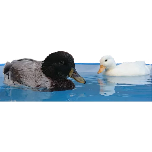 водная птица птица животное