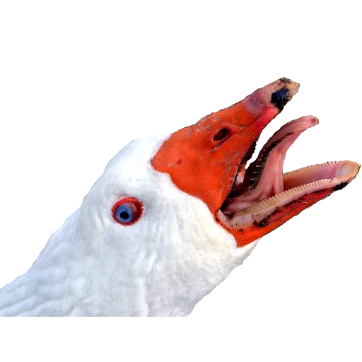 животное птица водная птица