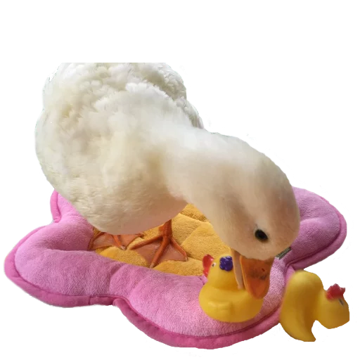 утка игрушка птица