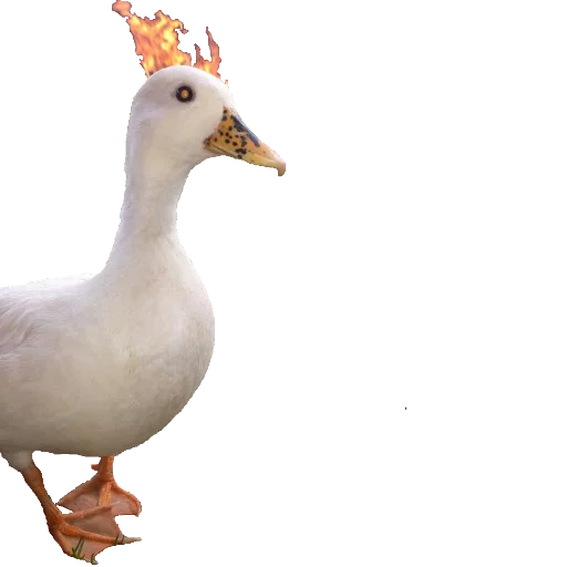 животное птица водная птица