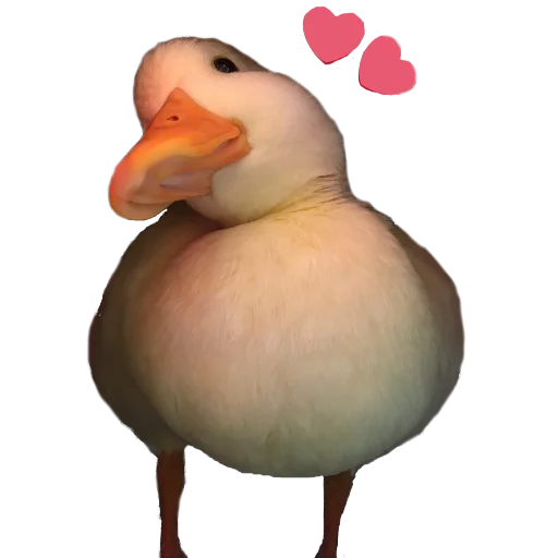 животное птица водная птица