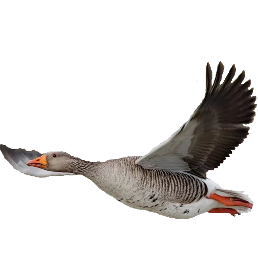 животное птица водная птица