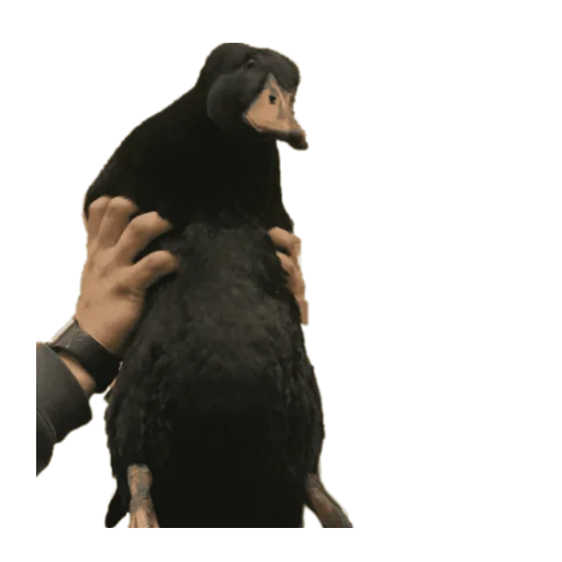 Человек птица животное