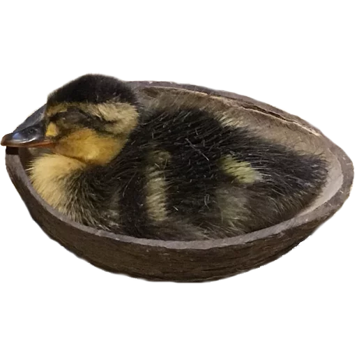 животное птица водная птица