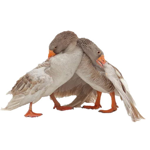 животное птица клюв