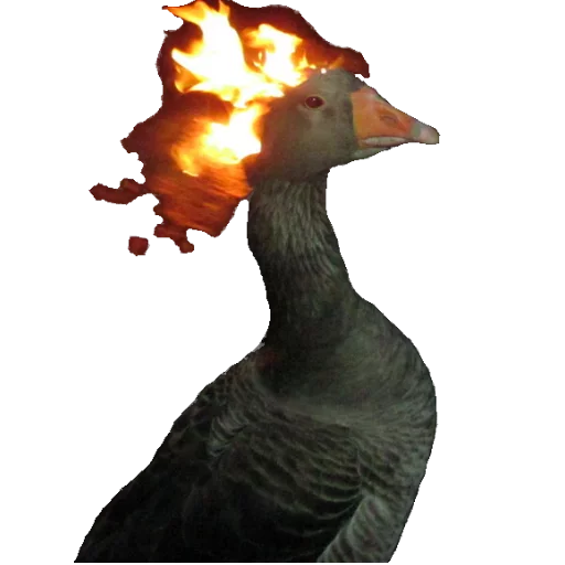 птица животное Пожар