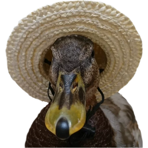 шляпа от солнца животное ковбойская шляпа