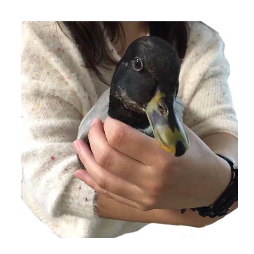 водная птица птица животное