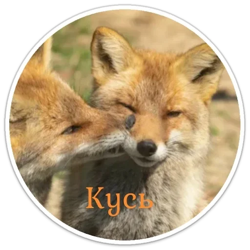 Стикерпак LiSки - 