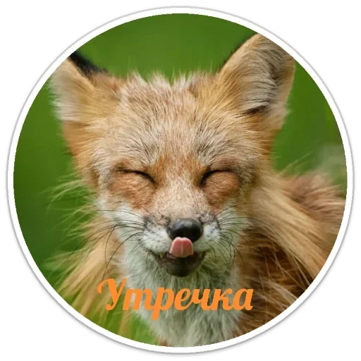 Sticker e5965749_e5e1_447c_98ff_cbdc4bc4980e_by_sticat_bot - 1