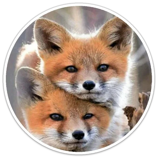 Sticker e5965749_e5e1_447c_98ff_cbdc4bc4980e_by_sticat_bot - 1