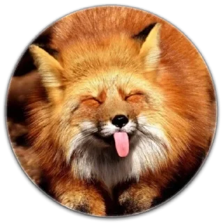 Стикер Стикерпак LiSки - 5