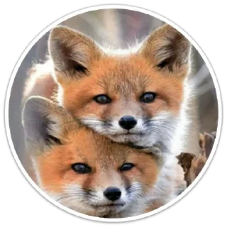 Стикер Стикерпак LiSки - 3