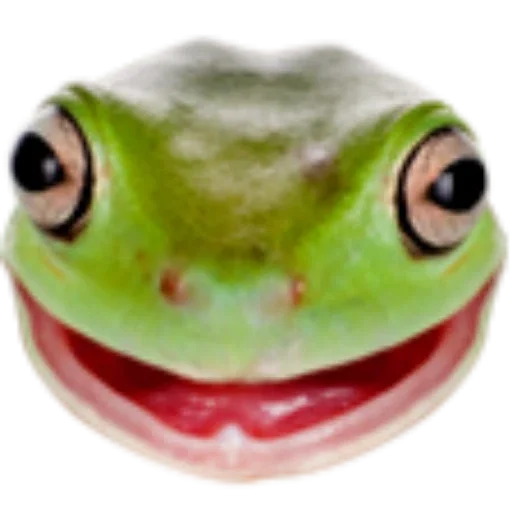 animal frog amphibian