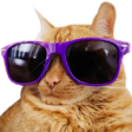 eyewear goggles small to medium-sized cats