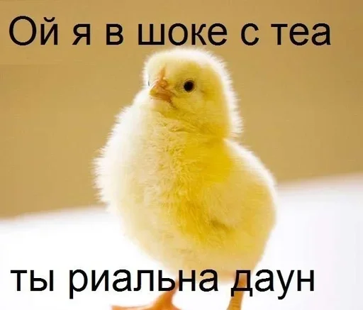 птица животное галловая птица