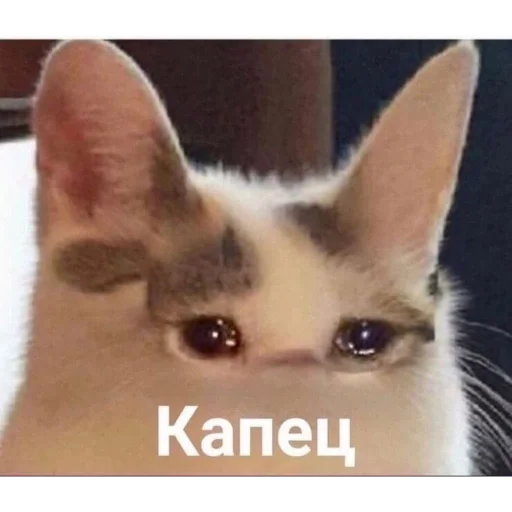 Sticker e6870455_3146_40d4_85e3_fb4d94afb470_by_sticat_bot - 1