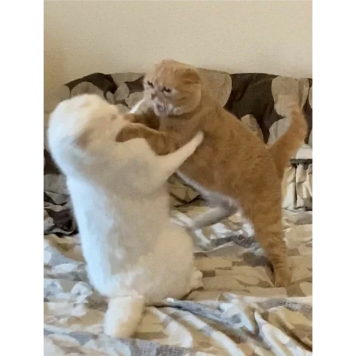 Sticker e6870455_3146_40d4_85e3_fb4d94afb470_by_sticat_bot - 1