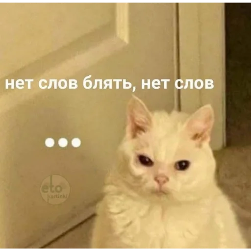 Sticker e6870455_3146_40d4_85e3_fb4d94afb470_by_sticat_bot - 1