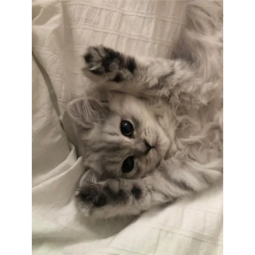 Sticker e6870455_3146_40d4_85e3_fb4d94afb470_by_sticat_bot - 1