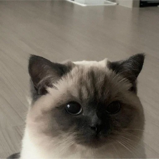 Sticker e6870455_3146_40d4_85e3_fb4d94afb470_by_sticat_bot - 1