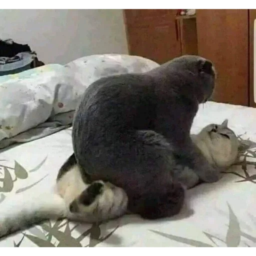 Sticker e6870455_3146_40d4_85e3_fb4d94afb470_by_sticat_bot - 1