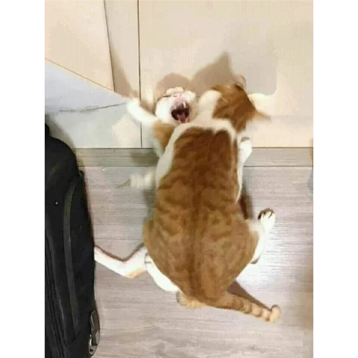 Sticker e6870455_3146_40d4_85e3_fb4d94afb470_by_sticat_bot - 1