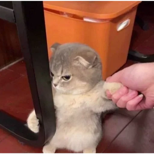 Sticker e6870455_3146_40d4_85e3_fb4d94afb470_by_sticat_bot - 1