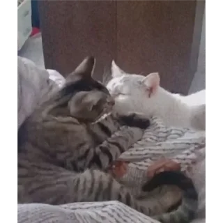 Стикер ♡котёночки♡ - 6