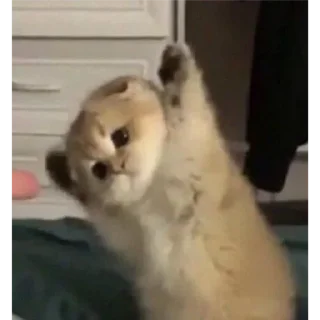 Стикер ♡котёночки♡ - 8