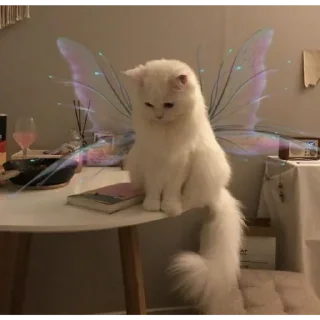 Стикер ♡котёночки♡ - 3